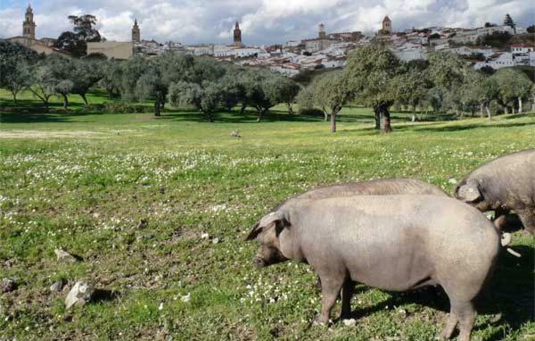 Buhardilla Rustica Mirando A Santa Catalina Διαμέρισμα Jerez De Los Caballeros Εξωτερικό φωτογραφία